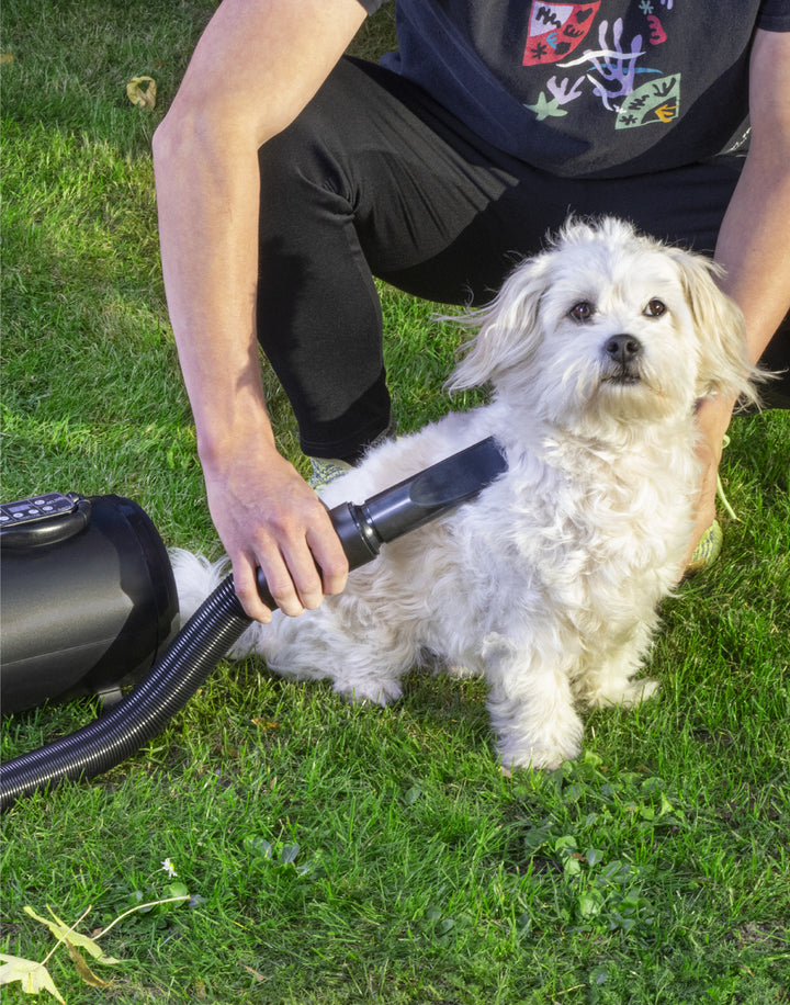 een hond die drooggeblazen wordt door een hondenfohn 