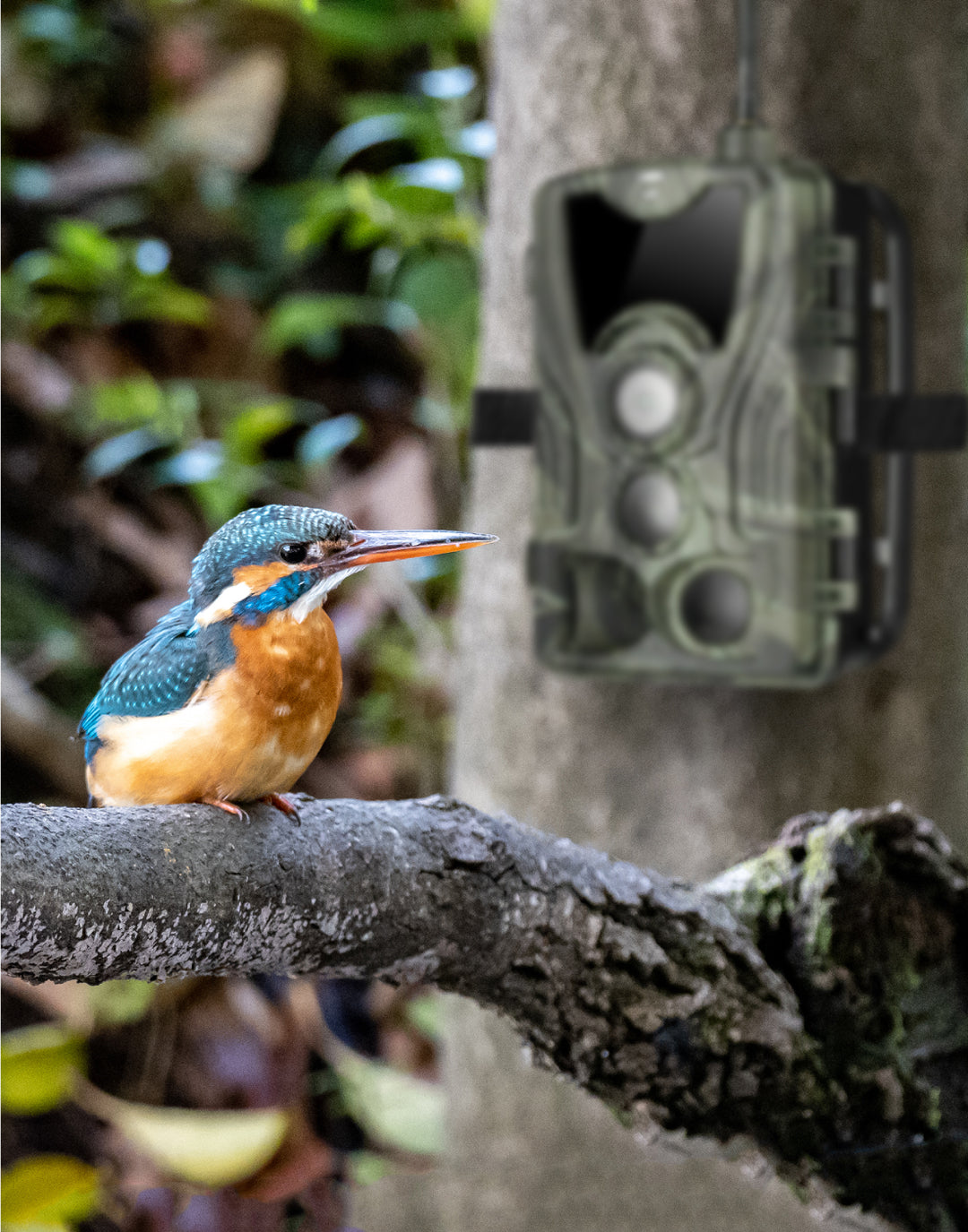 een vogel die aan het kijken is naar een aan de boom gemonteerde wildcamera 